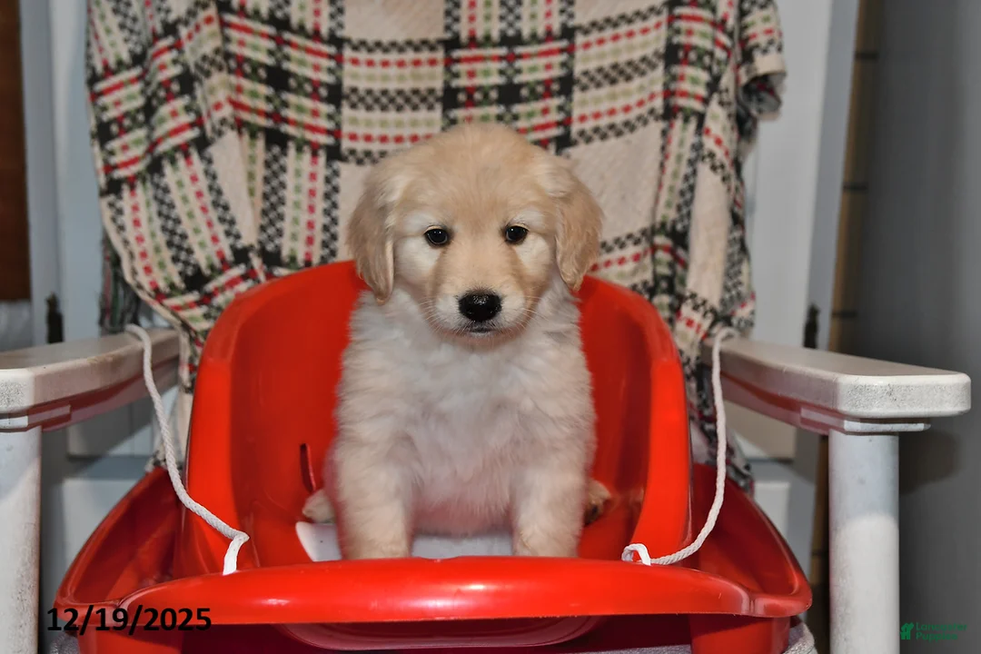 Mixed Breed dogs for sale: Annie - Ad 6