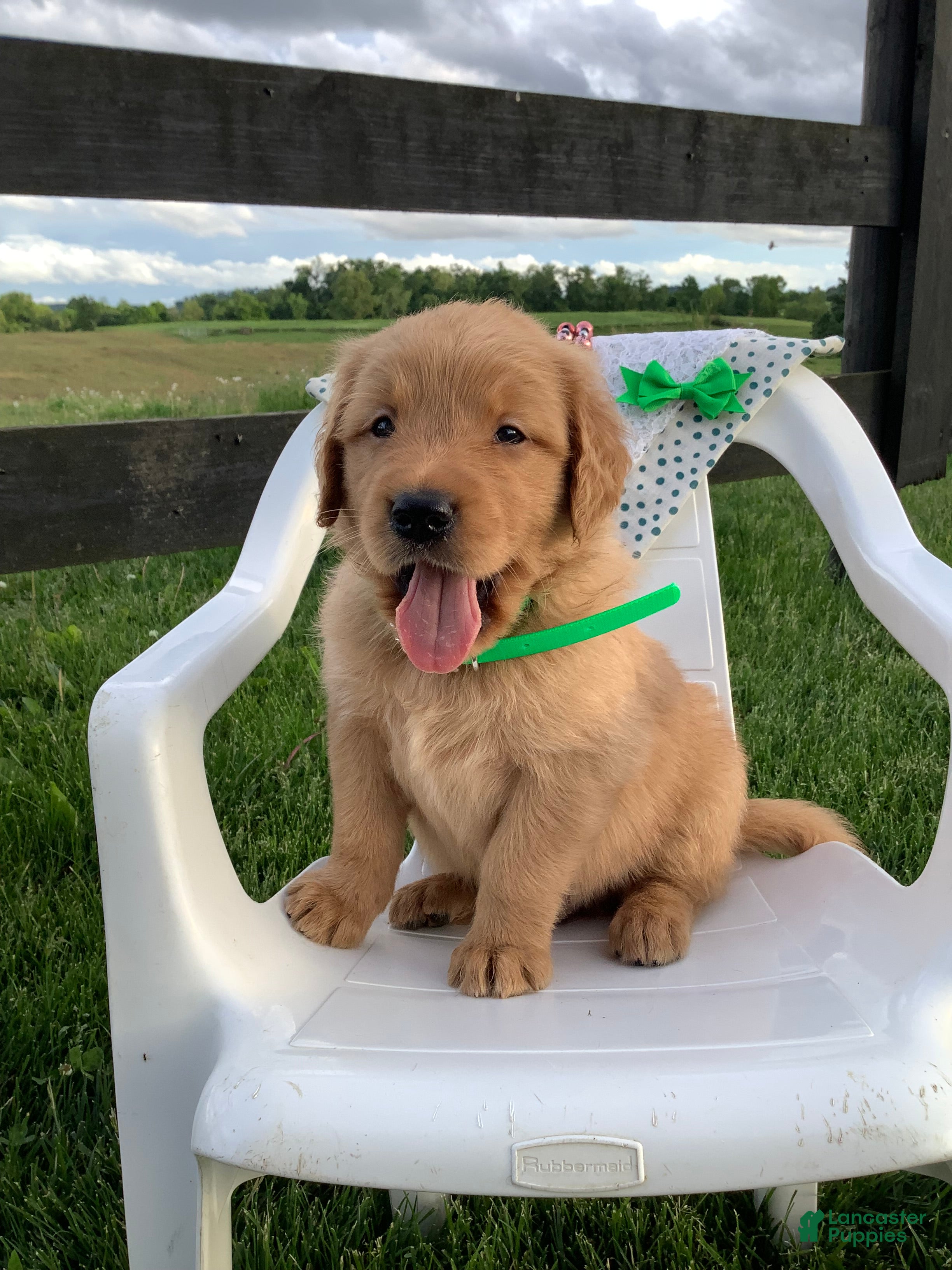 Golden Retriever dogs for sale: Golden Retriever Ticker - Ad 2