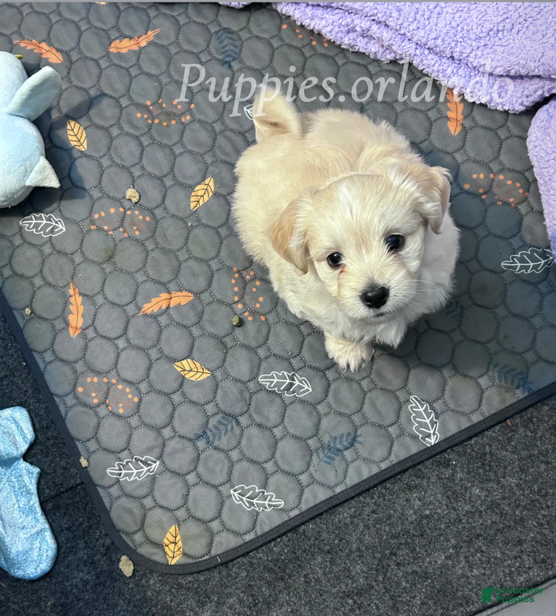 Mixed Breed dogs for sale: Mixed Breed Puppy 1 - Ad 1