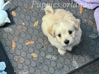 Mixed Breed dogs Mixed Breed Puppy 1 - Ad 30