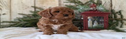 Cavapoo dogs for sale: Asher  - Ad 3