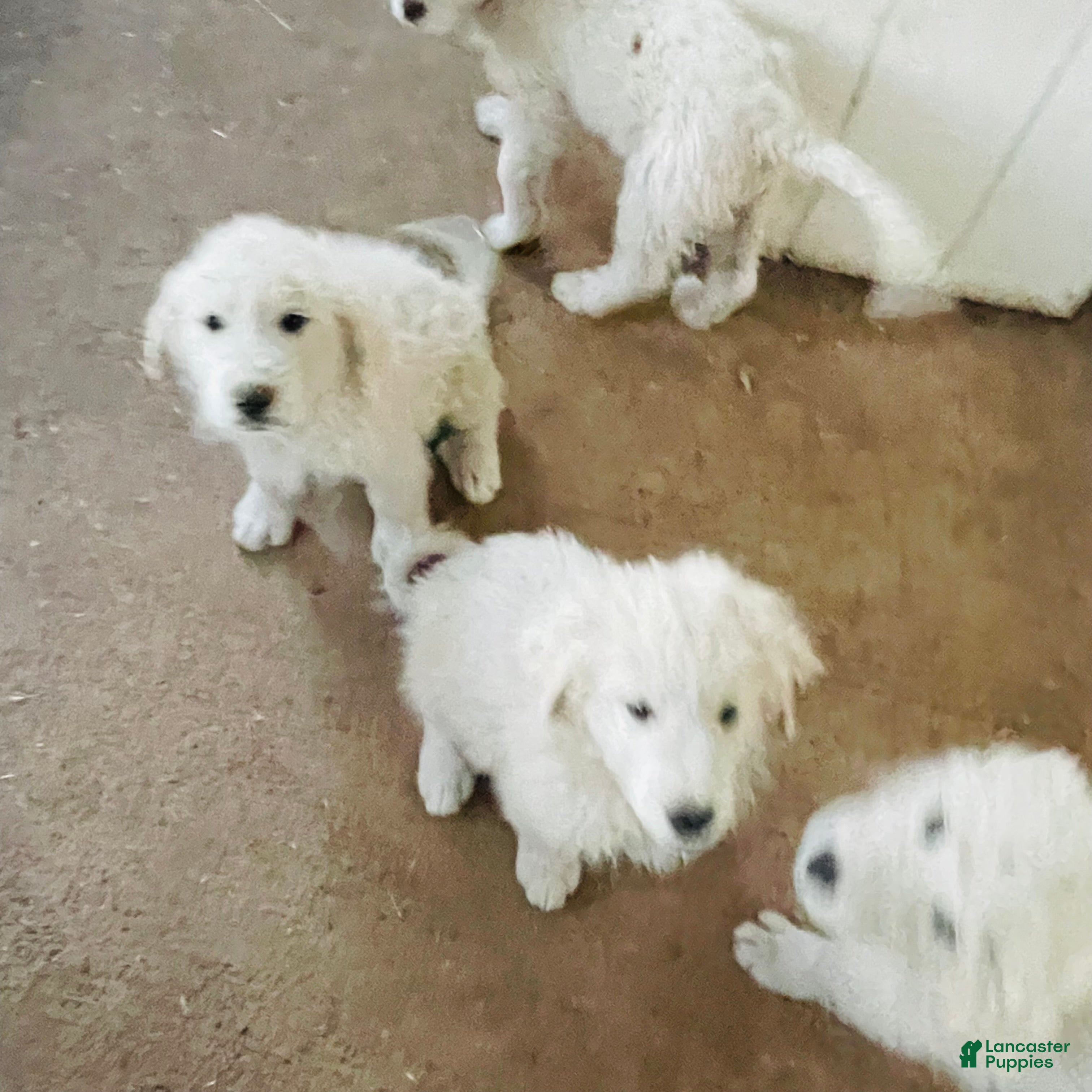 Great Pyrenees dogs Great Pyrenees Puppy 5 - Ad 20