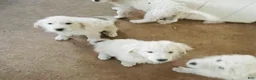 Great Pyrenees dogs for sale: Great Pyrenees Puppy 5 - Ad 1