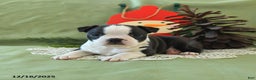 Boston Terrier dogs for sale: Comet - Ad 12