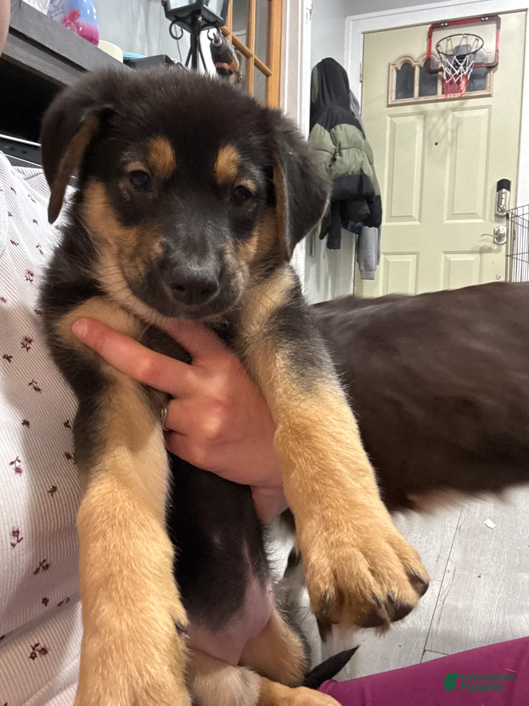 Mixed Breed dogs for sale: Mixed Breed Puppy 6 - Ad 2