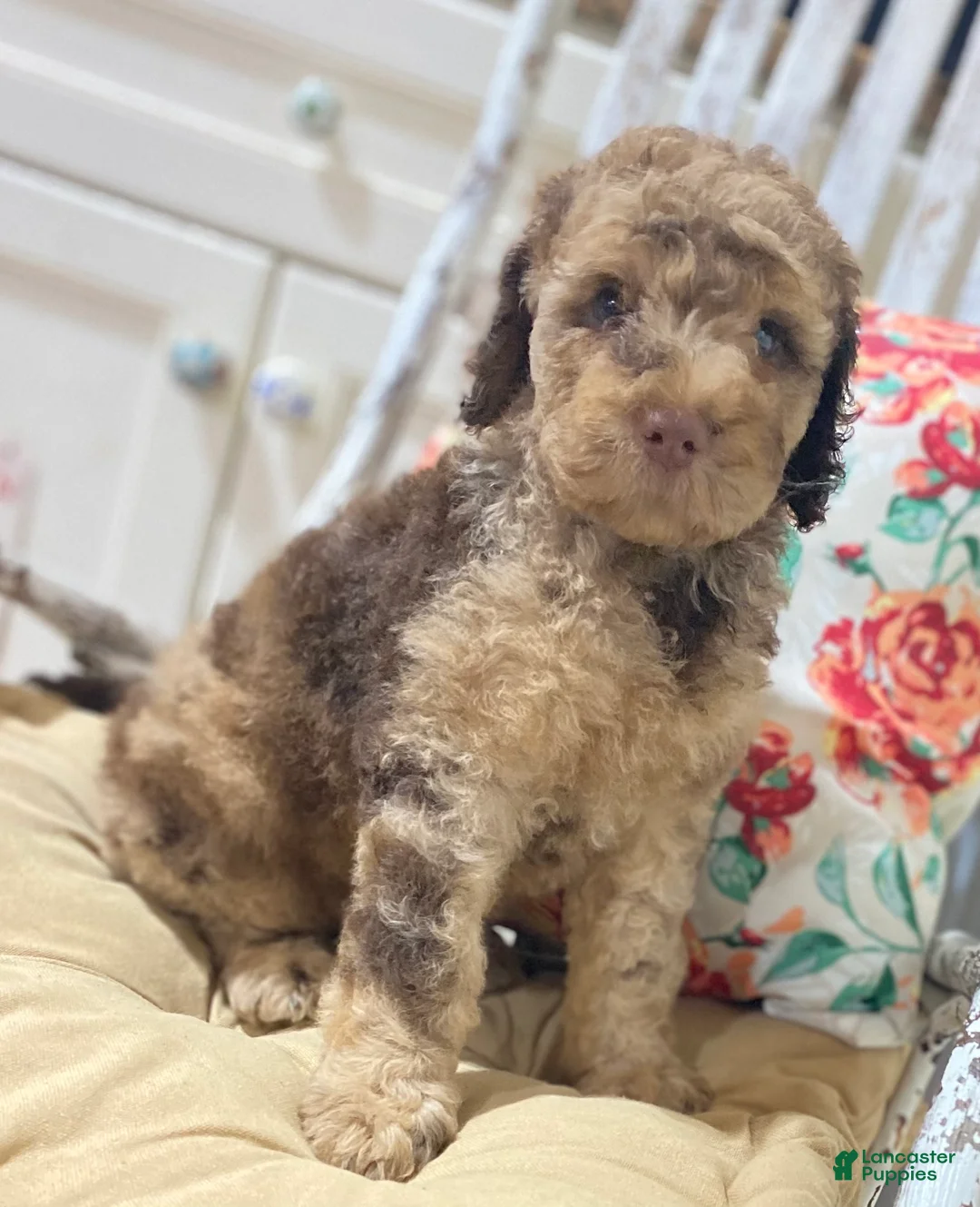 Gallery Image {{count}}