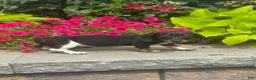 Miniature Dachshund dogs for sale: Dodge - Ad 3