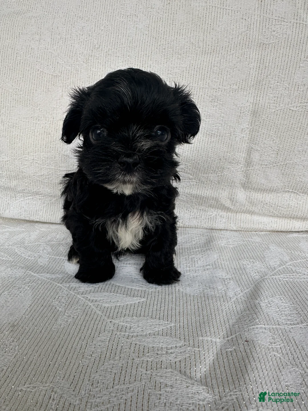 Morkie dogs for sale: Morkie 1 - Ad 2