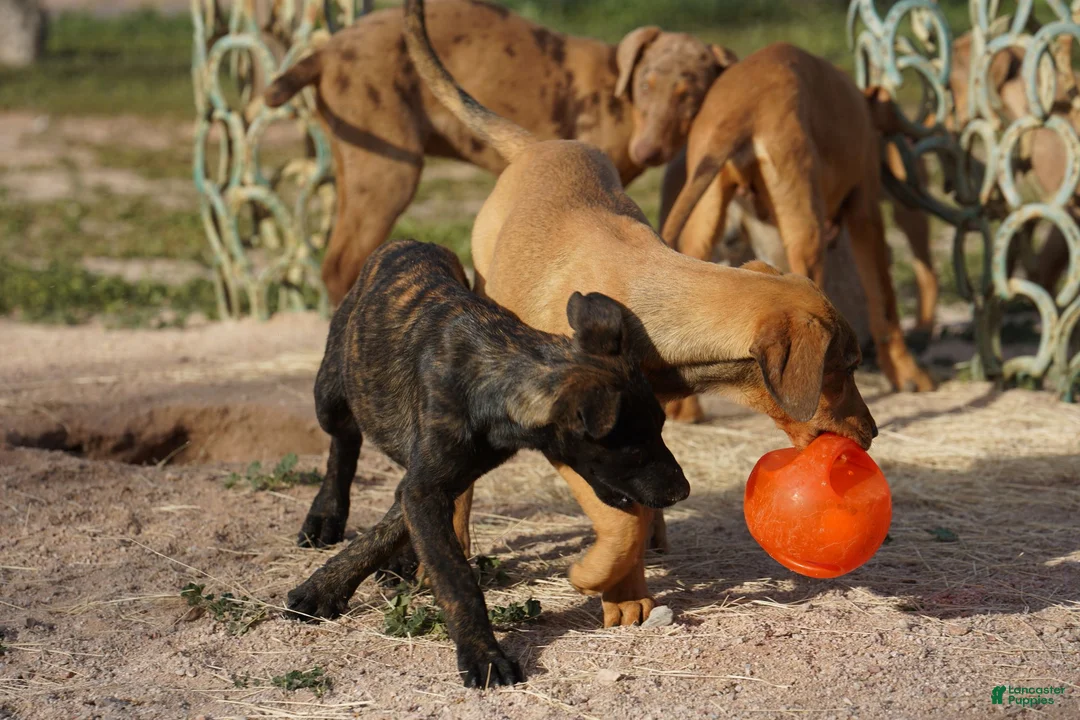 Dutch Shepherd dogs for sale: Dutch brindle F - Ad 11
