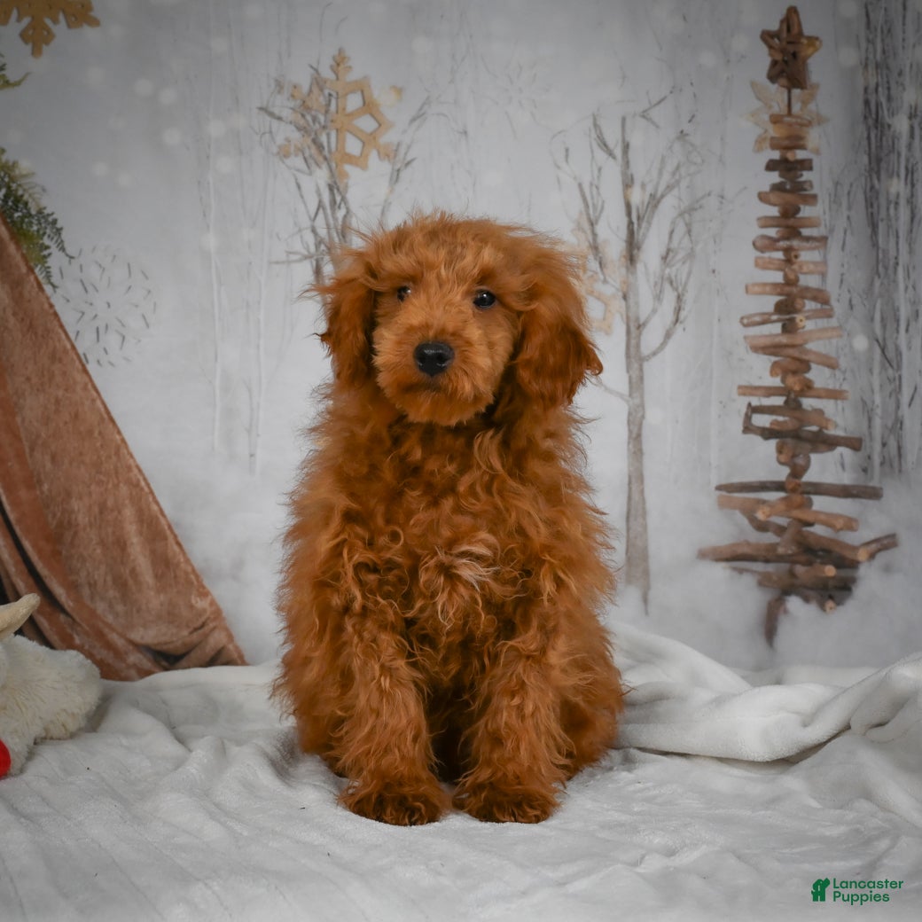 Mini Goldendoodle dogs Royce - Ad 23