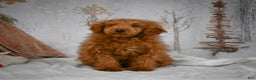 Mini Goldendoodle dogs for sale: Royce - Ad 1