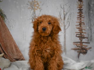 Mini Goldendoodle dogs Royce - Ad 32