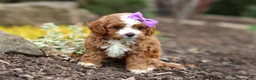 Cavapoo dogs for sale: Minnie - Ad 5