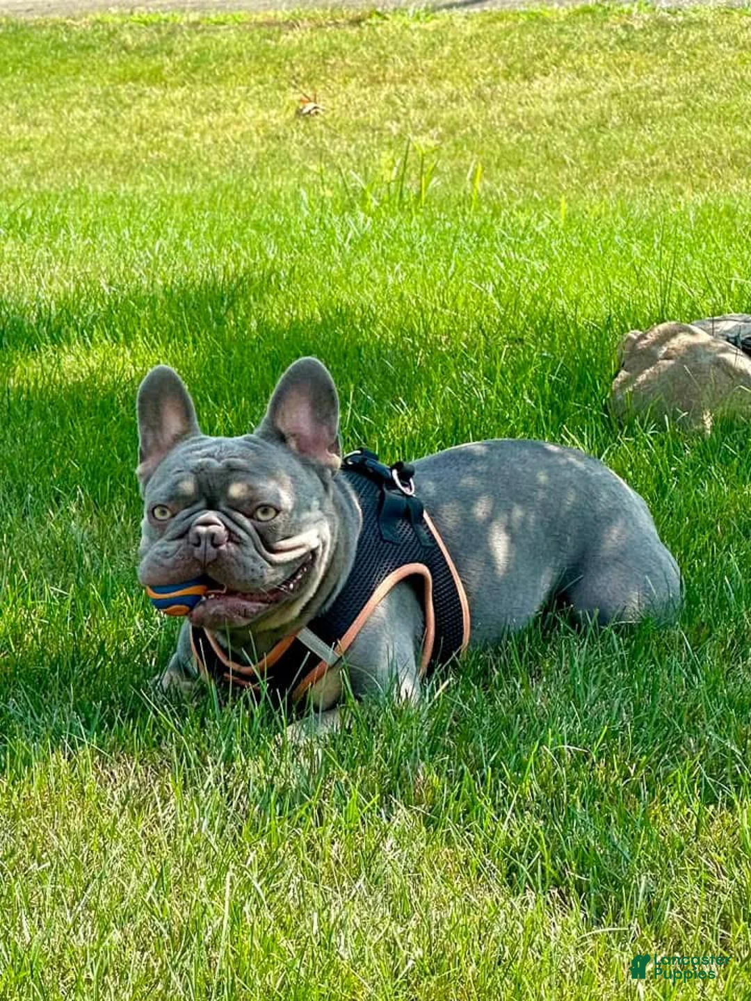 French Bulldog dogs for sale: French Bulldog Puppy 1 - Ad 6