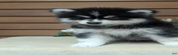 Pomsky dogs for sale: Prince - Ad 8