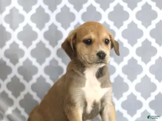 Mixed Breed dogs for sale: Rosy - Ad 1