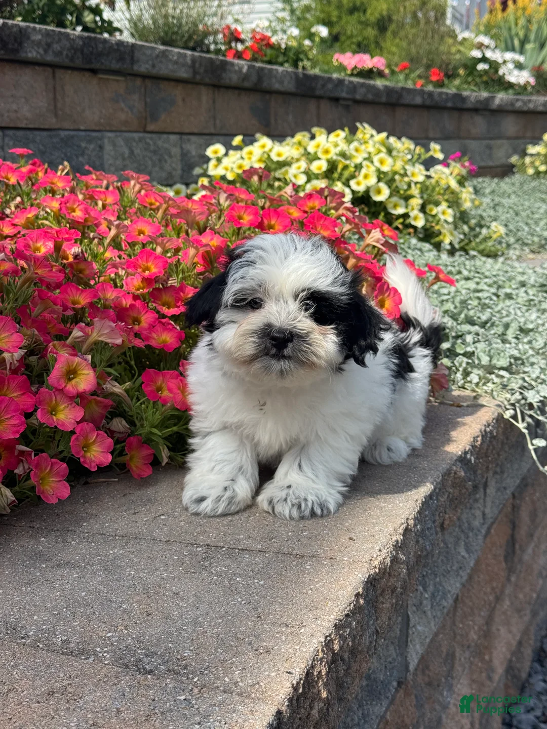 Mixed Breed dogs for sale: Abby - Ad 2