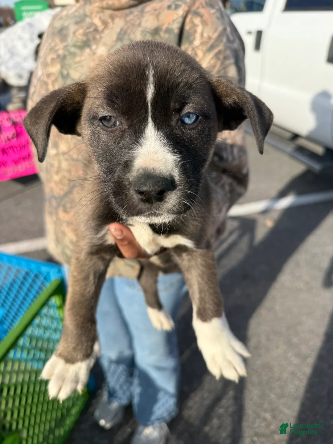 Pitsky dogs for sale: Pitsky Puppy 3 - Ad 1