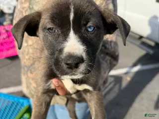 Pitsky dogs Pitsky Puppy 3 - Ad 2