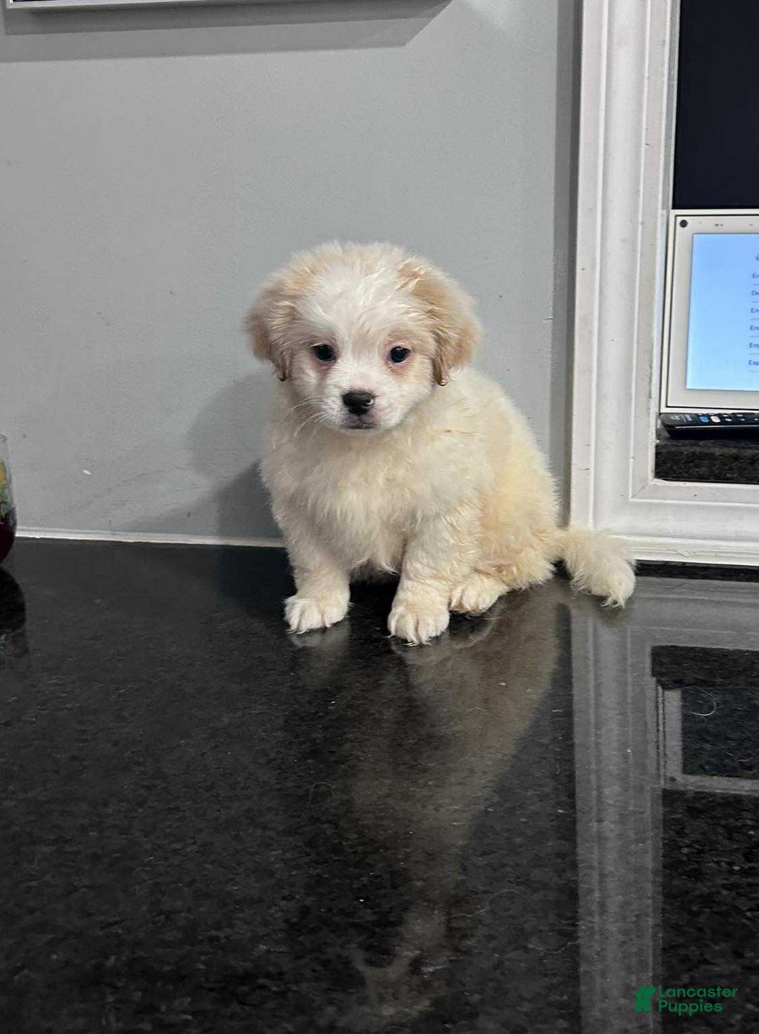 Pomapoo dogs for sale: Pomapoo Puppy 2 - Ad 2