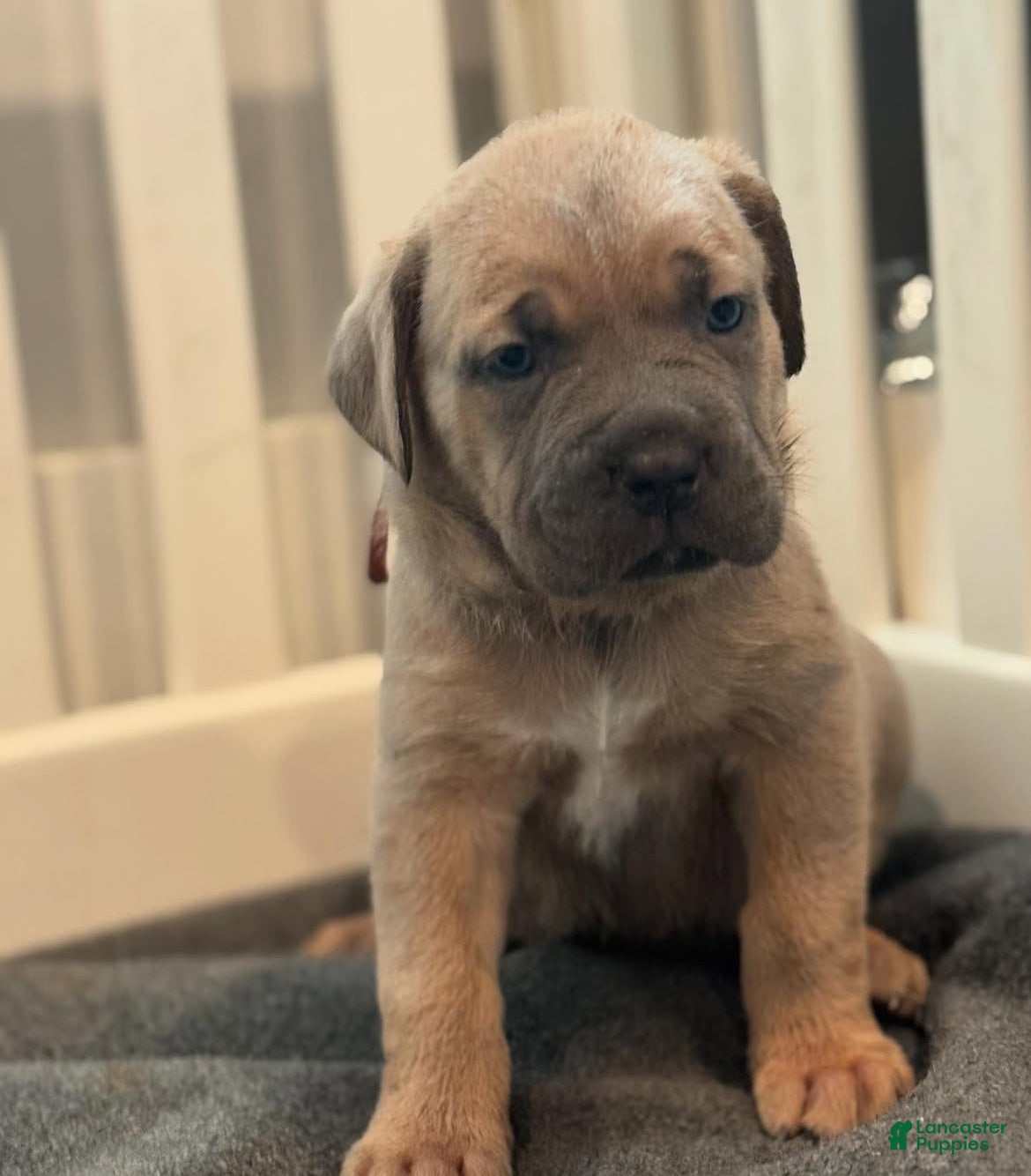 Cane Corso dogs Blue - Ad 1
