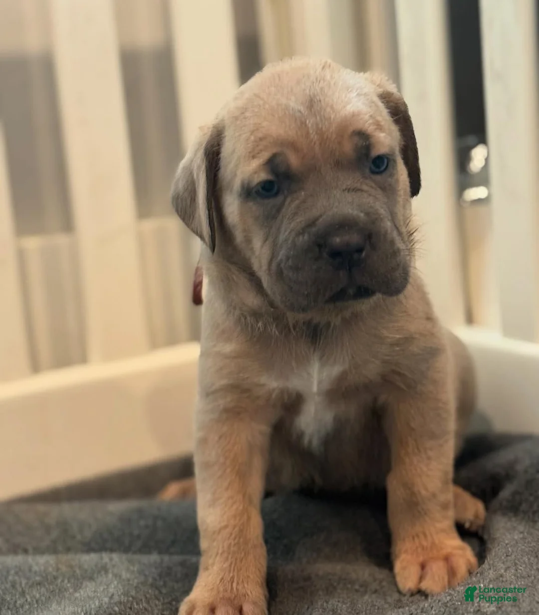Cane Corso dogs for sale: Blue - Ad 1