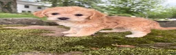 Corgipoo dogs for sale: Daisy-F1B-CorgiPoo  - Ad 5