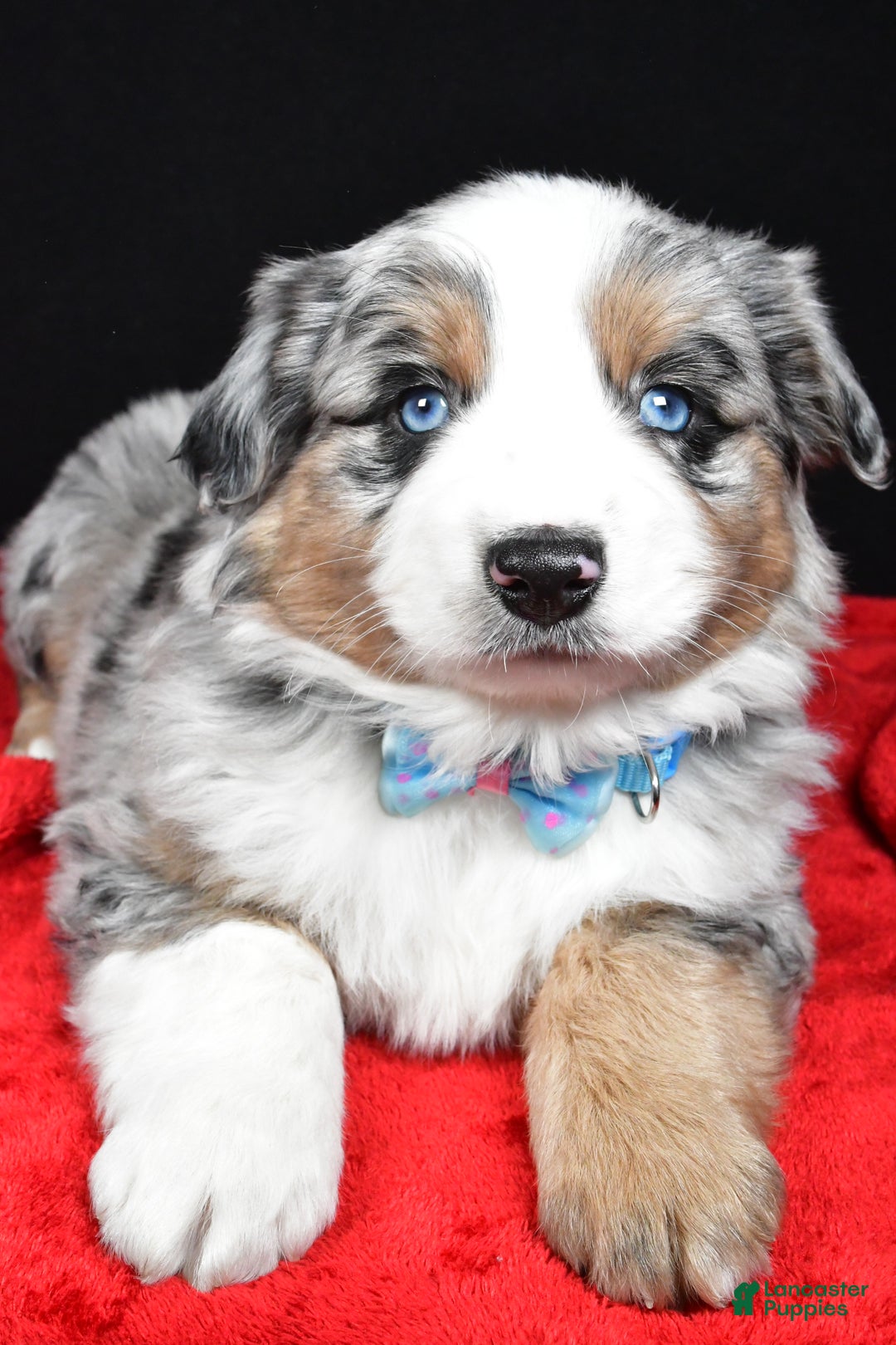 Miniature Australian Shepherd dogs for sale: Rexton - Ad 7