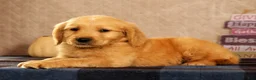 Golden Retriever dogs for sale: Jasper - Ad 5