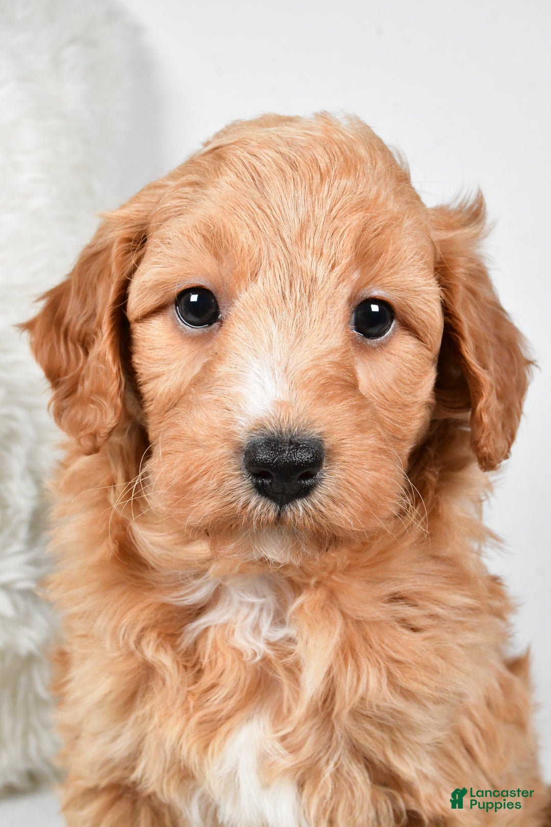 Mini Goldendoodle dogs for sale: Dusty - Ad 10