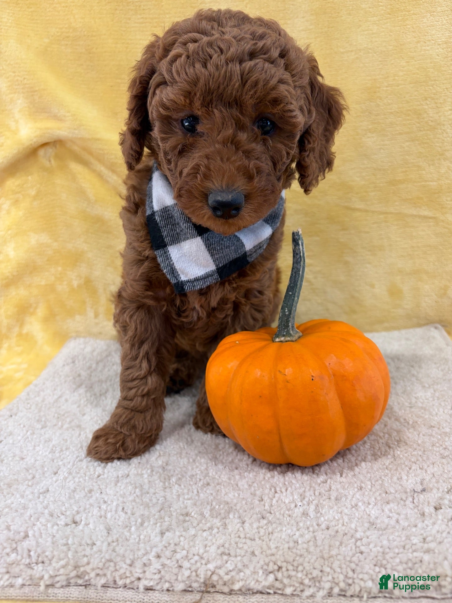 Mini Goldendoodle dogs for sale: Jade - Ad 2