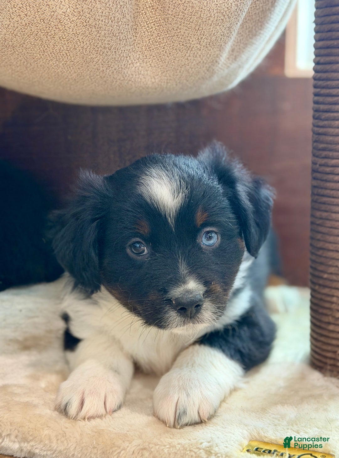 Miniature Australian Shepherd dogs for sale: Beast - Ad 3