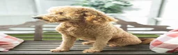Goldendoodle dogs for sale: Cynthia - Ad 4