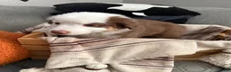 Australian Shepherd dogs for sale: Milo - Ad 2