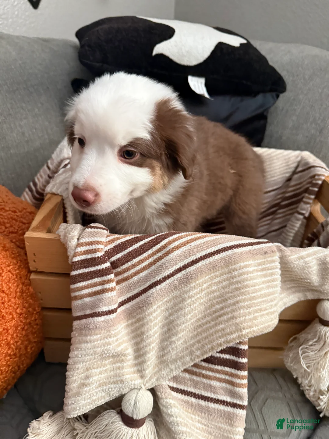 Australian Shepherd dogs for sale: Milo - Ad 2