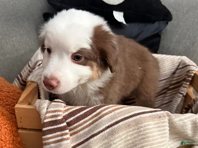 Australian Shepherd dogs for sale: Milo - Ad 2
