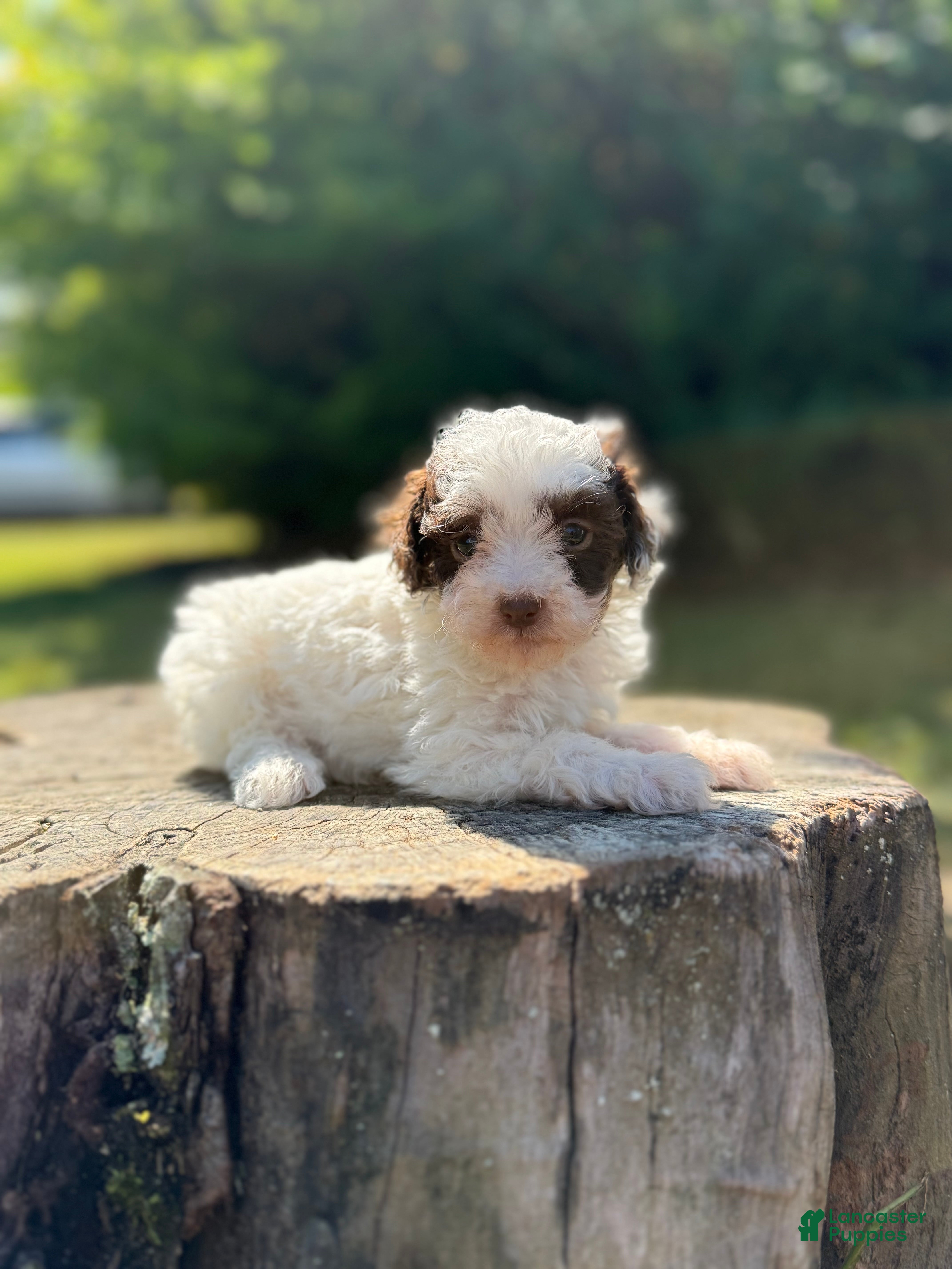 Toy Poodle Puppies for sale in Boston, Massachusetts Lancaster