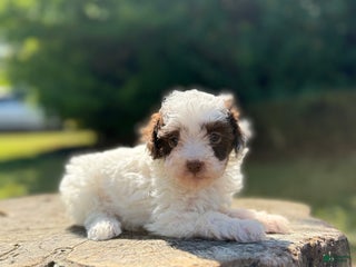 Toy Poodle dogs - Ad 16