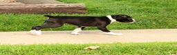 Boxer dogs for sale: Chloe - Ad 9