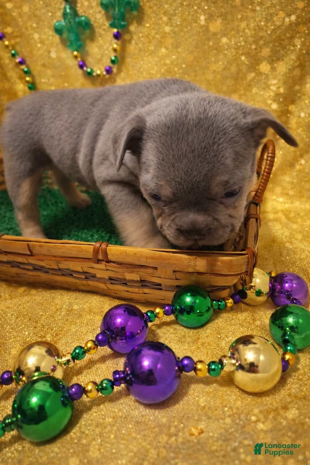 French Bulldog dogs French Bulldog Puppy 3 - Ad 42