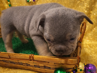 French Bulldog dogs French Bulldog Puppy 3 - Ad 42