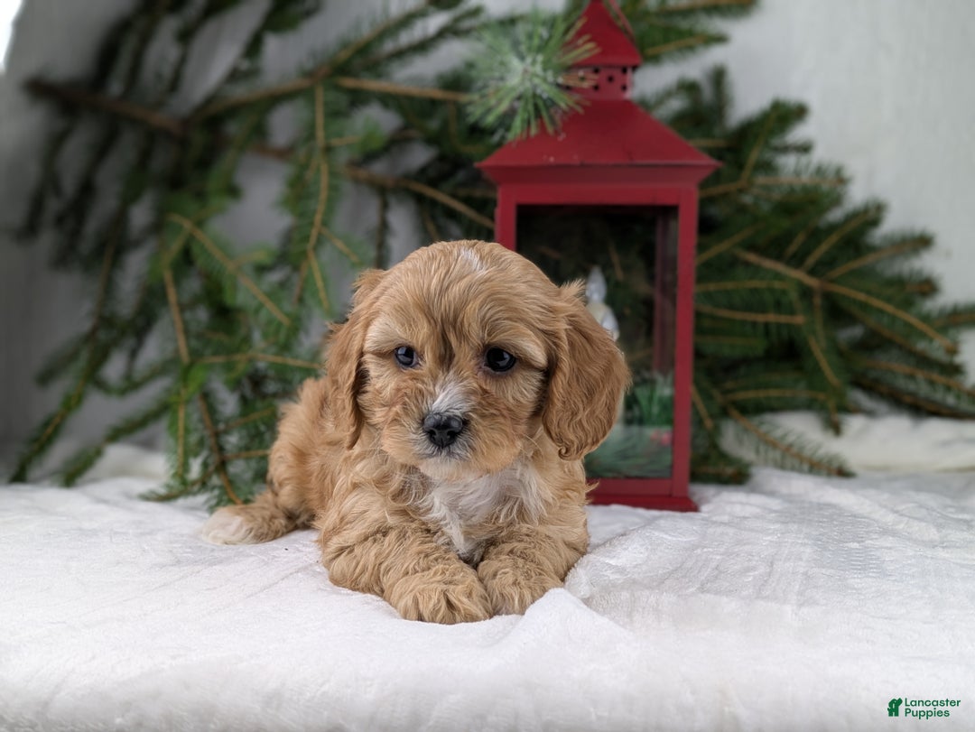Cavapoo dogs for sale: Winston  - Ad 3