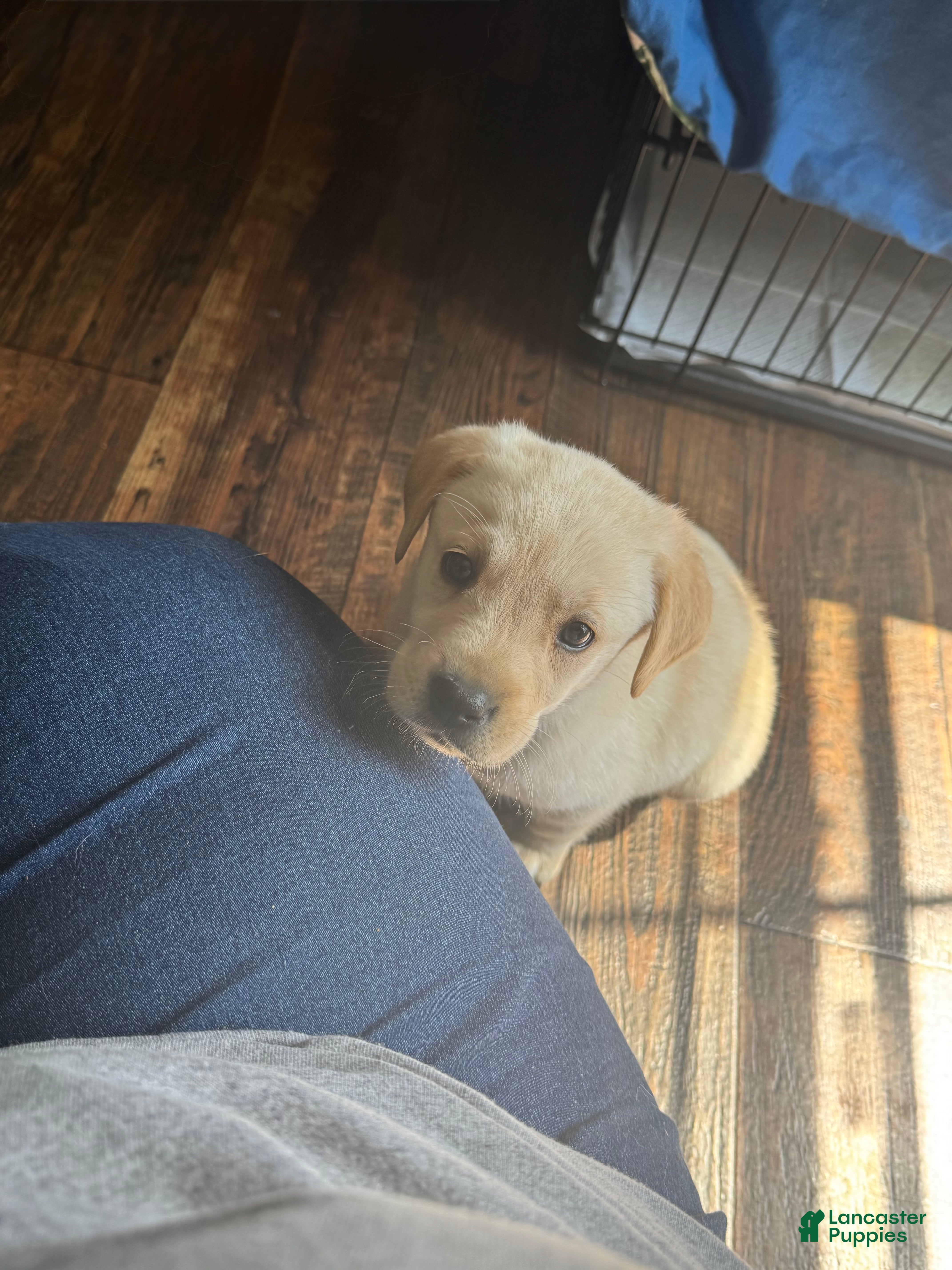 Labrador Retriever dogs Raylyn - Ad 4