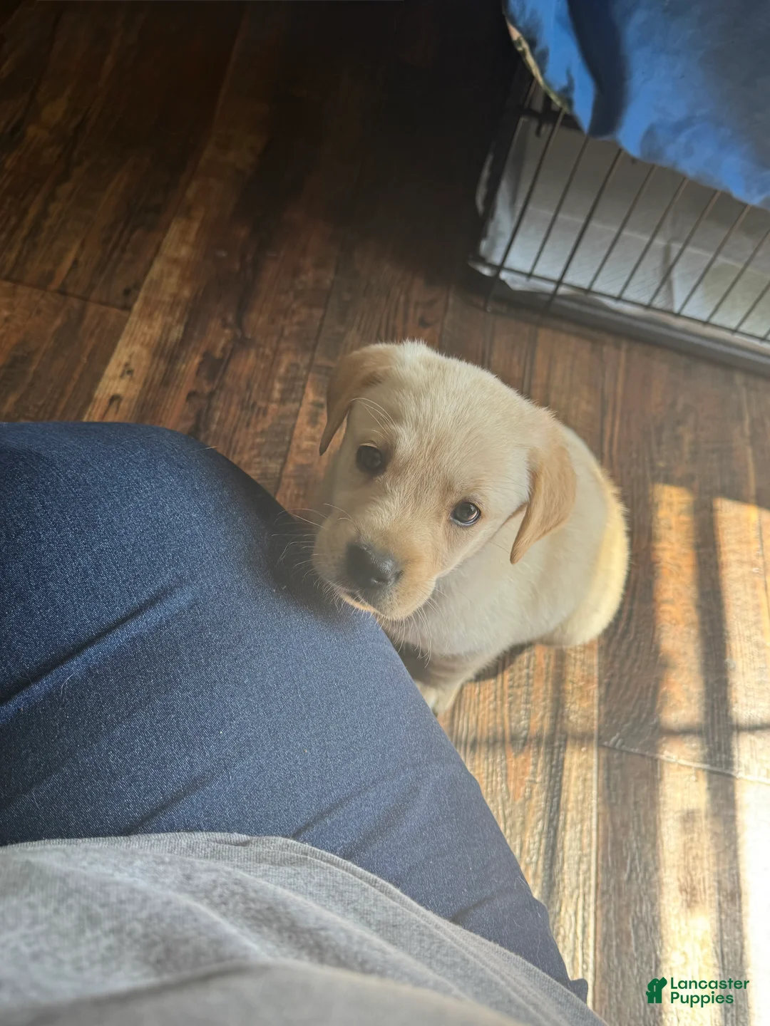 Labrador Retriever dogs for sale: Raylyn - Ad 1