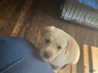 Labrador Retriever dogs Raylyn - Ad 4