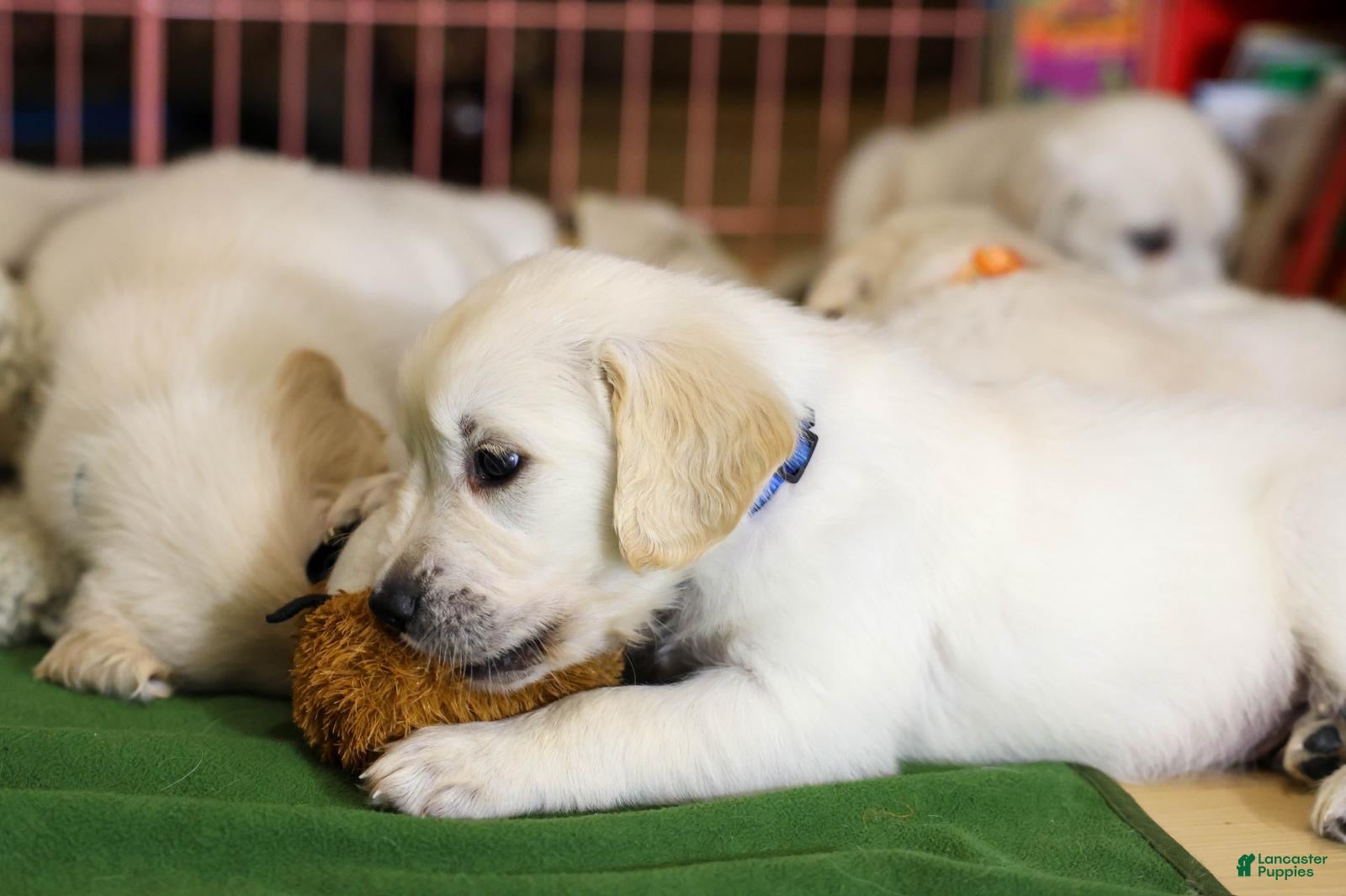 Golden Retriever dogs Chicory - Ad 20
