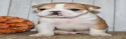 Mixed Breed dogs for sale: Arlo Male English Bulldog - Ad 3