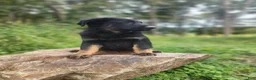 German Shepherd dogs for sale: Trek - Ad 4