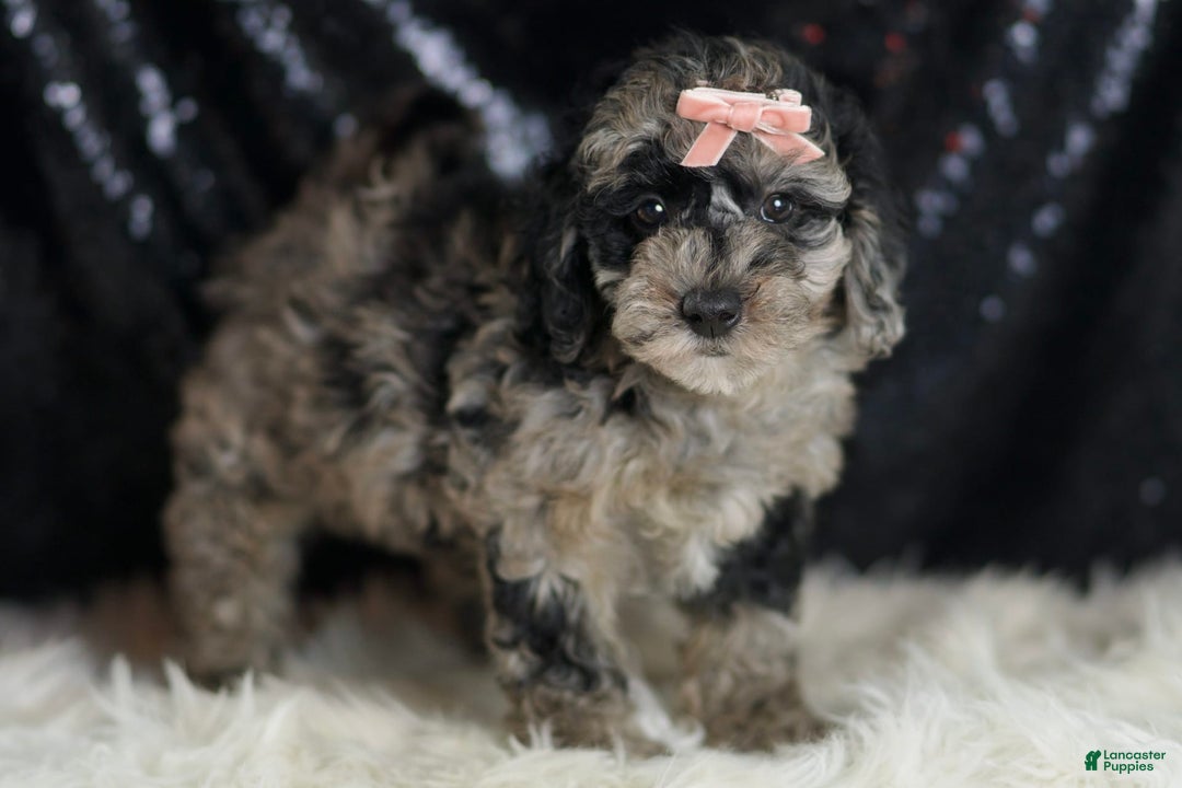 Mini Goldendoodle dogs for sale: Star - Ad 3