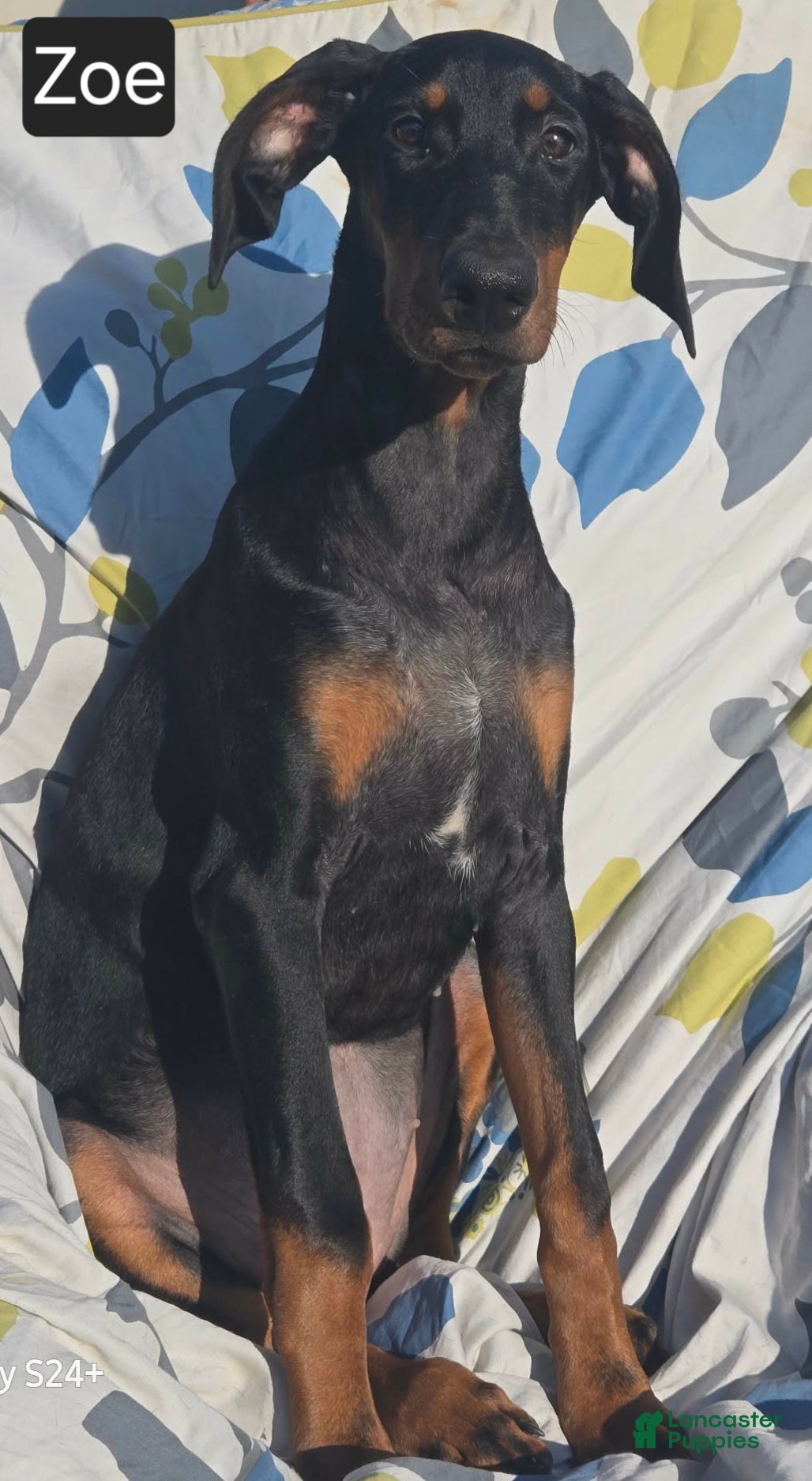 Doberman Pinscher dogs WEEKEND SPECIAL $300 OFF! Zoe - Ad 2
